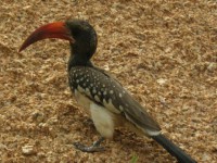 /album/fotos-afrika/img-0255-small-jpg/